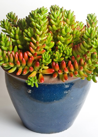 Sedum rubrotinctum